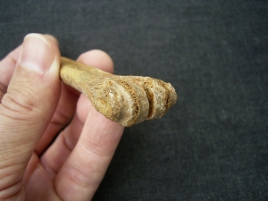 Rangifer tarandus Metacarpale