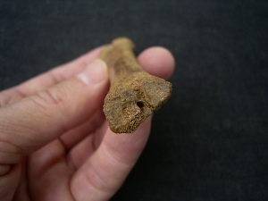 Rangifer tarandus Metacarpale