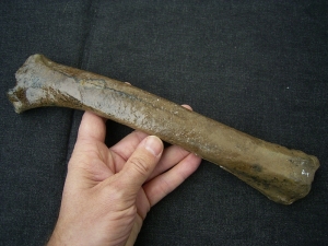 Rothirsch Oberarm-Knochen