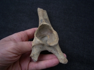 Rothirsch Beckenknochen