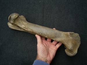 Wildpferd Equus Femur