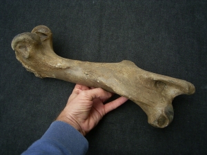 Wildpferd Equus Femur