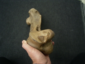 Wildpferd Equus Femur