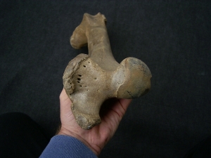 Wildpferd Equus Femur