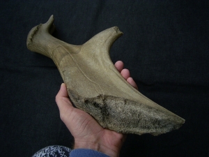 Riesenhirsch Abwurfstange Megaloceros