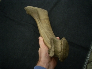 Riesenhirsch Abwurfstange Megaloceros