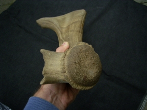 Riesenhirsch Abwurfstange Megaloceros
