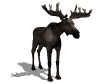Riesenhirsch Abwurfstange Megaloceros