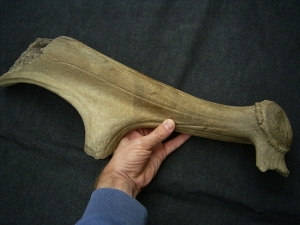 Riesenhirsch Abwurfstange Megaloceros