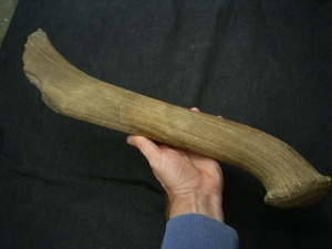 Riesenhirsch Abwurfstange Megaloceros