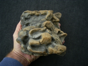 Stromatolites colony devonian age