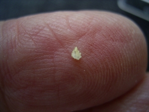 Cynodont tooth # 2 - early mammal-like reptile