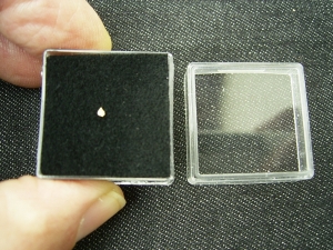 Cynodont tooth # 2 - early mammal-like reptile