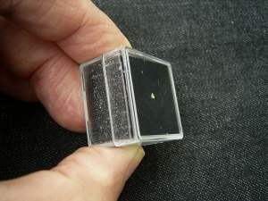 Cynodont tooth # 2 - early mammal-like reptile