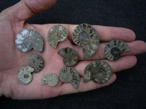 Ammoniten gesägt und poliert
