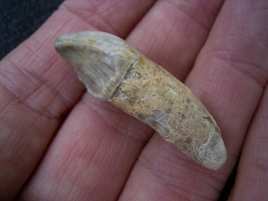 Cave bear incisor Ursus spelaeus