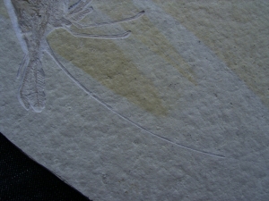 Aeger Krebs aus Solnhofen