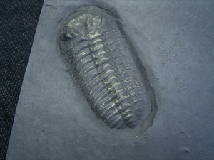Trilobit aus Bundenbach