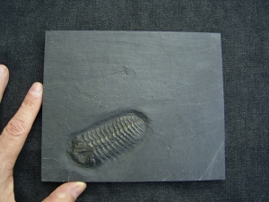 Trilobit aus Bundenbach