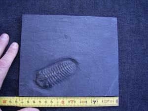 Trilobit aus Bundenbach