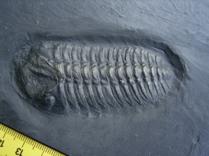 Trilobit aus Bundenbach