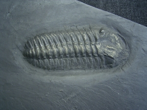 Trilobit aus Bundenbach