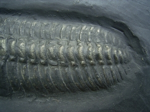 Trilobit aus Bundenbach