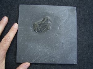 Chotecops Trilobit aus Bundenbach