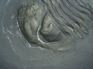 Chotecops Trilobit aus Bundenbach