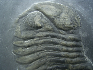 Chotecops Trilobit aus Bundenbach