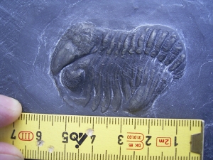 Chotecops Trilobit aus Bundenbach