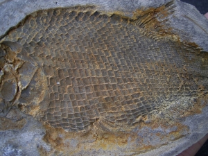 Paralepidotus - Trias Fisch