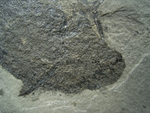 Stachelhai - Diplacanthus