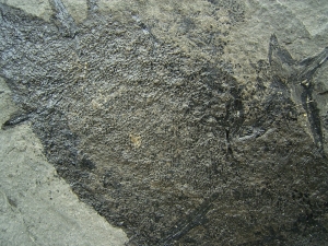 Stachelhai - Diplacanthus