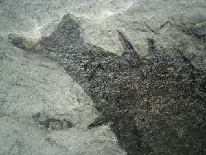 Stachelhai - Diplacanthus