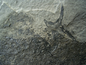 Stachelhai - Diplacanthus