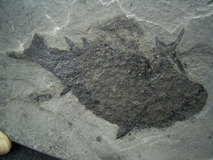 Stachelhai - Diplacanthus
