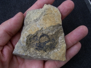 Moythomasia, Devonian fish, Bergisch Gladbach