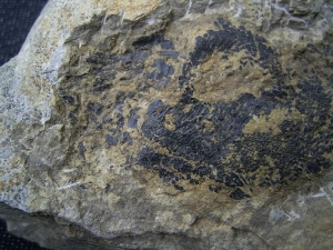 Moythomasia, Devonian fish, Bergisch Gladbach