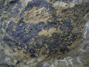 Moythomasia, Devonian fish, Bergisch Gladbach