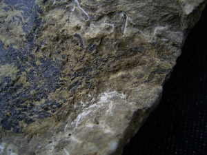 Moythomasia, Devonian fish, Bergisch Gladbach