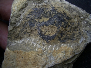 Moythomasia, Devonian fish, Bergisch Gladbach
