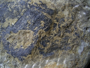 Moythomasia, Devonian fish, Bergisch Gladbach