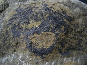 Moythomasia, Devonian fish, Bergisch Gladbach