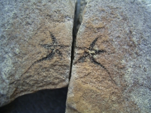 Schlangenstern, Dänemark