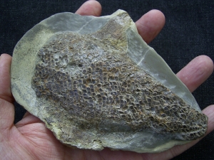 Triassic fish Gyrolepis