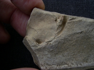 Barasaurus Fragment mit Schädel
