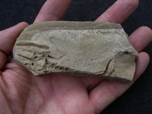 Barasaurus Fragment mit Schädel