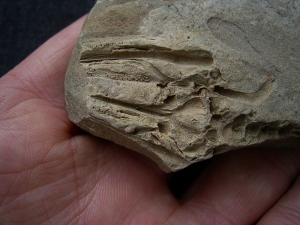 Barasaurus Fragment mit Schädel