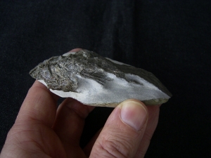 Quastenflosser aus dem Muschelkalk